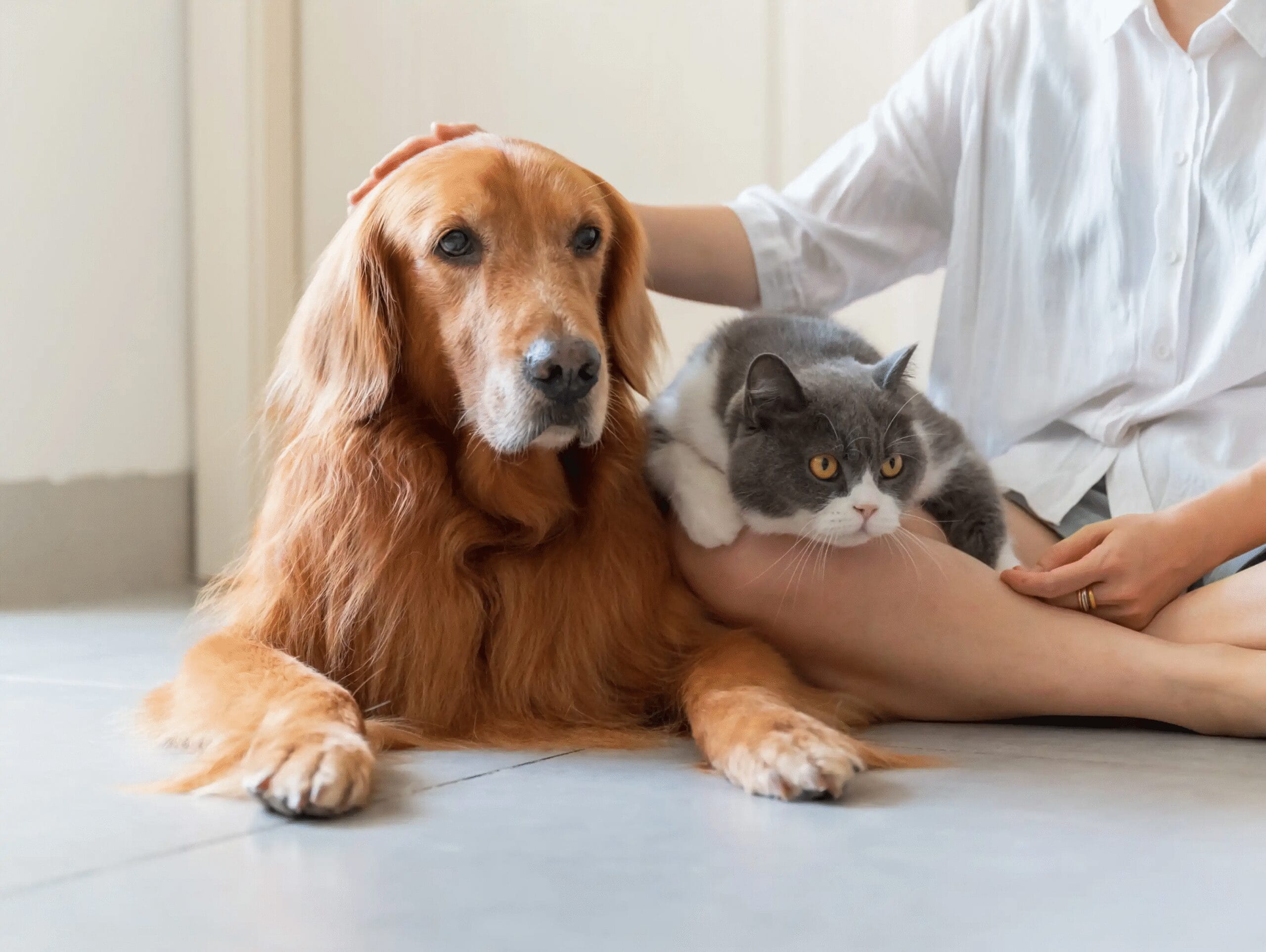 Trusted Cat & Dog Sitters in Germany – Book Local Pet Sitters with Pawshake Germany