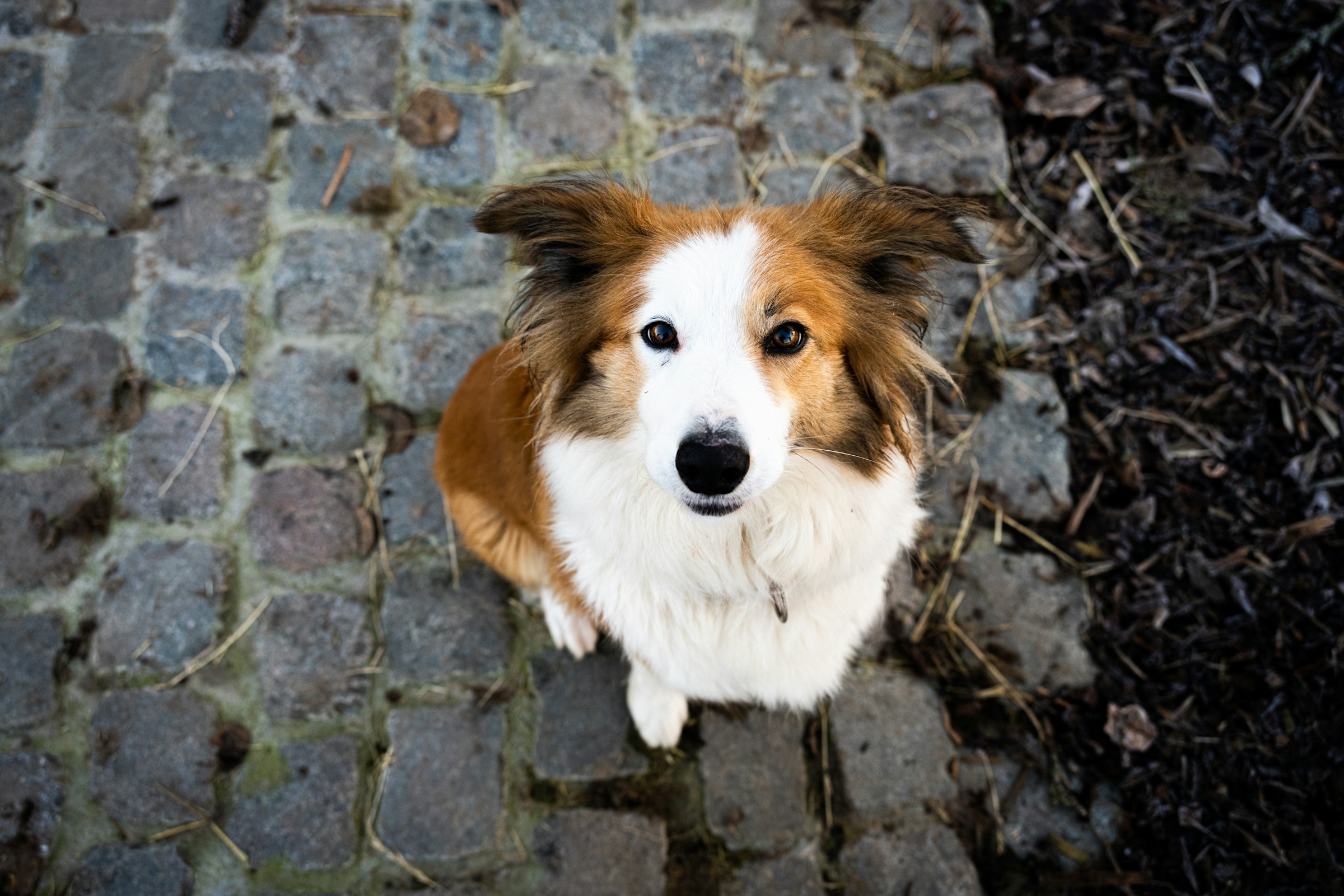 How to register a Dog in Germany?